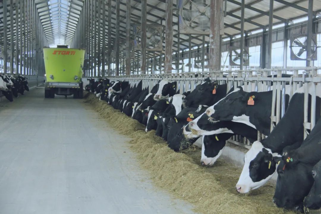 花花牛丨國(guó)家奶牛產(chǎn)業(yè)技術(shù)體系首席科學(xué)家、中國(guó)農(nóng)業(yè)大學(xué)教授李勝利一行蒞臨花花牛魯山瑞亞參觀調(diào)研