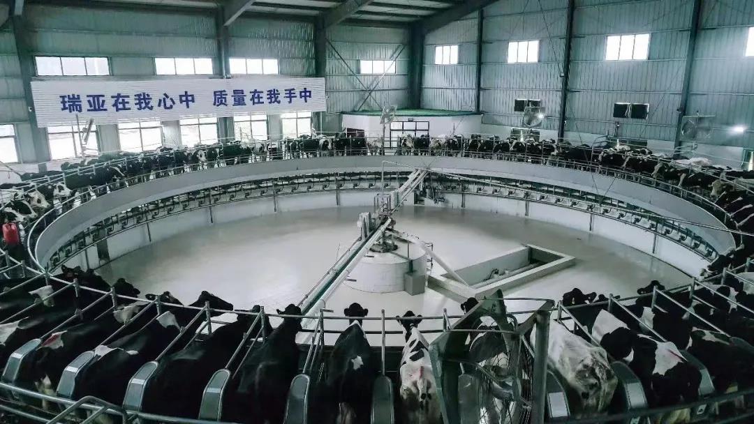 快訊 | 駐馬店市委副書記、市長李躍勇一行蒞臨花花牛乳業(yè)集團平輿瑞亞牧場調(diào)研